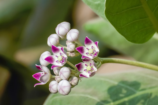 Flowers of the Calotropis gigantea herbal plant in the desert