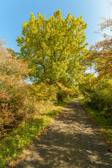 Fototapeta premium tree by a dusty road in early autumn