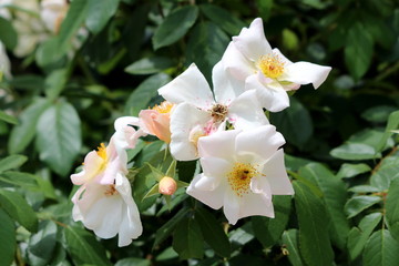 Dog rose or Rosa canina deciduous shrub plant with closed flower buds and open blooming white flowers with yellow center surrounded with pinnate green leaves planted in local home garden on warm sunny