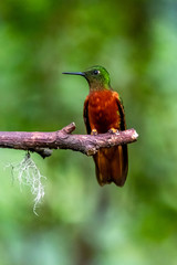 Hummingbird(Trochilidae)Flying gems ecuador costa rica panama