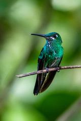 Hummingbird(Trochilidae)Flying gems ecuador costa rica panama