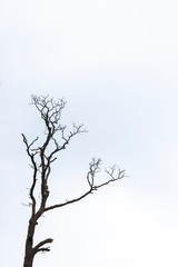 Obraz premium silhouette of tree on a blue background