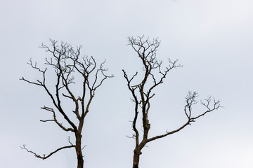 silhouette of tree on a blue background