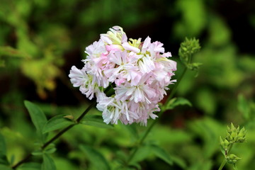 Fresh Wild sweet William or Saponaria officinalis or Common soapwort or Bouncing bet or Crow soap or Soapweed plant with cluster of sweetly scented open blooming white and light pink flowers