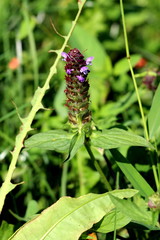 Heal all or Prunella vulgaris or Common self heal or Heart of the earth or Carpenters herb or Brownwort or Blue curls edible herbaceous plant with club like square whirled cluster of partially open