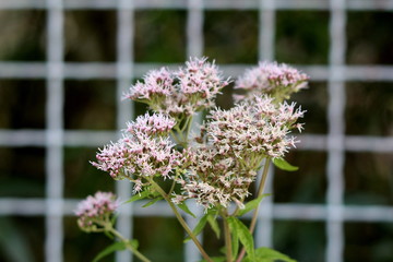 Hemp agrimony or Eupatorium cannabinum or Holy rope robust perennial herbaceous ornamental herb...