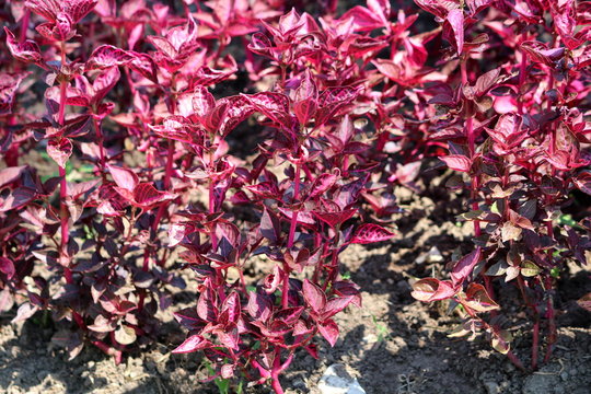 Herbsts bloodleaf or Iresine herbstii or Chicken gizzard or Beefsteak plant or Formosa bloodleaf herbaceous perennial plants with bright red shiny leaves and stems growing in local home garden texture