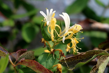 Honeysuckle or Lonicera hardy twining climber plant with bilaterally symmetrical white and yellow open blooming flowers surrounded with dark green and brown leaves planted in local home garden on warm