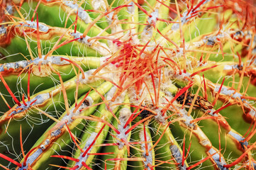 Naklejka na ściany i meble closeup of a cactus head