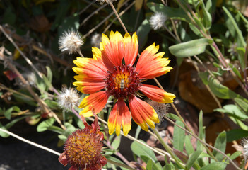 a flower in the garden