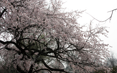 White and pink peach blossoms in the mountains