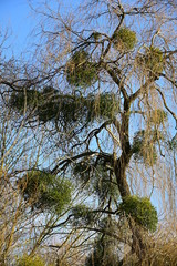 Arbre