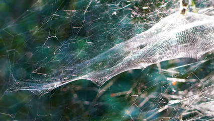 Spider web texture on a sunny day. geometric patterns woven by a spider on a green natural background.