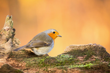 Erithacus rubecula. European robin sitting on the wooden stump in the forest. Wildlife