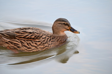 Canard