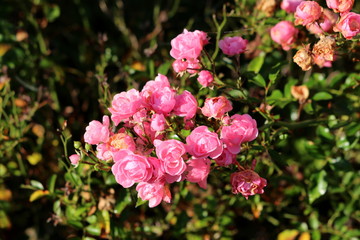 Fototapeta na wymiar Large bunch of densely growing very small fully open blooming and closed dry shriveled light pink flowers mixed with flower buds and dark green leaves growing in local home garden on warm sunny autumn