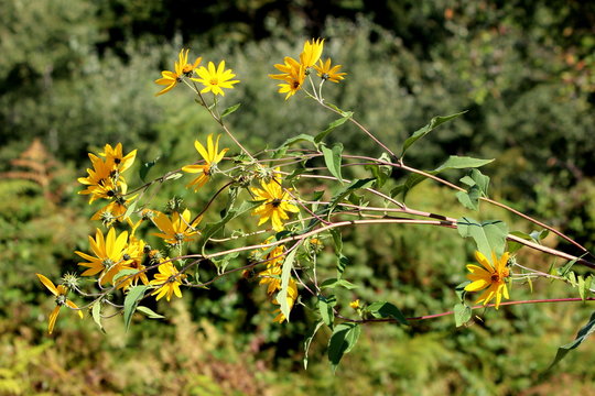 Jerusalem artichoke or Helianthus tuberosus or Sunroot or Sunchoke or Earth apple herbaceous perennial sunflower plant with bright yellow open blooming flowers and dark green leaves