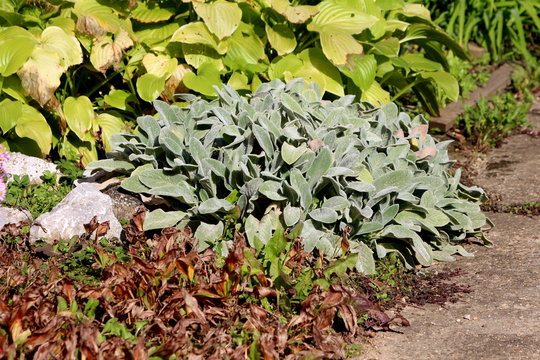 Lambs ear or Stachys byzantina or Woolly hedgenettle or Stachys lanata or Stachys olympica ornamental perennial plants with spike like stems and thick leaves densely covered on both sides with gray