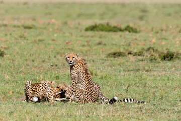 A cheetah feeding on a fresh kill of a baby Gazelle in the plains of Masai Mara National Reserve during a wildlife safari