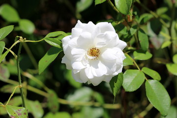 Layered white fully open blooming rose surrounded with light green leaves planted in local home garden on warm sunny summer day