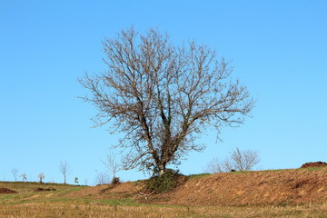 Large tree with barren treetop without leaves growing on top of small hill surrounded with harvested cornfield and small trees on warm sunny autumn day