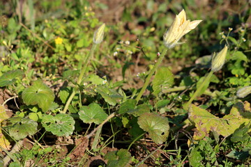 Leaning closed twisted yellow pumpkin flowers surrounded with young small leaves and other plants in local home garden on warm sunny autumn day