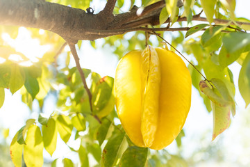 Fresh starfruit or star apple hanging on a branch of tree