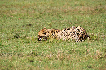 A cheetah feeding on a fresh kill of a baby Gazelle in the plains of Masai Mara National Reserve during a wildlife safari