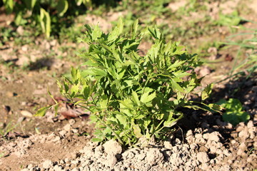 Lovage or Levisticum officinale tall erect herbaceous perennial herb plant with basal rosette of leaves and stems with further shiny glabrous green to yellow green leaves growing in shape of small bus