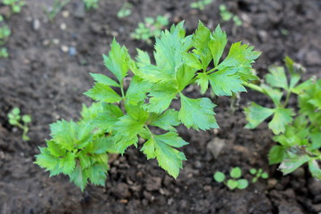 Lovage or Levisticum officinale erect herbaceous perennial plant with basal rosette of leaves and stems with further shiny glabrous light green leaves planted in local home garden surrounded with wet 