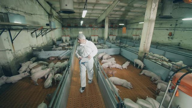 Male worker with a chartboard is walking along the pig farm