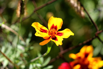 Mexican marigold or Tagetes erecta or Aztec marigold or African marigold or Big marigold herbaceous annual plant with open blooming flower made of bright red and yellow petals