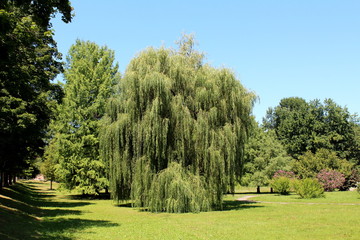 Fototapeta na wymiar Massive old Weeping willow or Salix babylonica or Babylon willow tree with dense fresh green leaves surrounded with flowers grass and other trees in local public park on warm sunny summer day