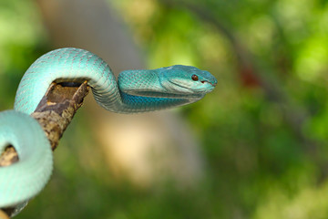 White Lipped Pit Viper (Trimeresurus insularis), Venomous Snake, Venom, Viper Snake, Blue Viper Snake