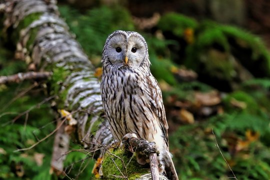 Habichtskauz