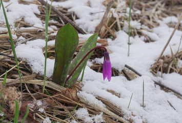 A gentle snowdrop flower grows from the snow in the first early autumn.