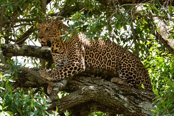 Fototapeta na wymiar A male leopard sitting on a tree inside Masai Mara National Reserve during a wildlife safari