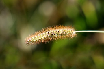 Ornamental grass seed head with fresh visible seeds growing in local home garden on warm sunny summer day
