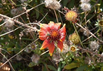 a flower in the garden