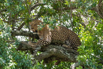 A male leopard sitting on a tree inside Masai Mara National Reserve during a wildlife safari