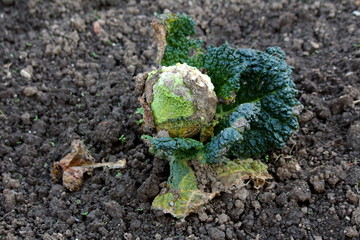 Partially shriveled and dried Kale or Leaf cabbage hardy cool season annual green vegetable plant...