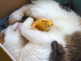Cat warms chicken