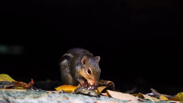 Himalayan striped squirrel, Burmese striped eating food on the stone in the forest. (Scientific name: Tamiops mcclellandii)