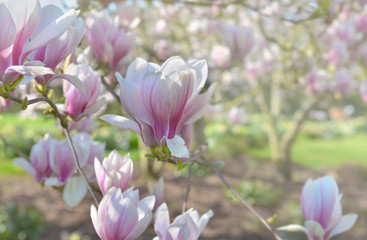 beautiful flowers of a magnolia tree blooming in a garden