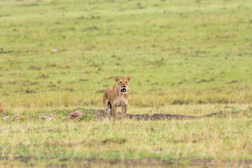 A lioness walking in the plains of Africa inside Masai Mara National Reserve during a wildlife safari