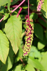 Pokeweed or Phytolacca americana or American pokeweed or Poke salad poisonous herbaceous perennial plant with small fresh light green berries on purple stem surrounded with leaves at local home garden