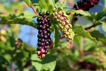 Pokeweed or Phytolacca americana or American pokeweed or Poke salad poisonous herbaceous perennial plant with small fully ripe black berries and fresh green berries on purple stems