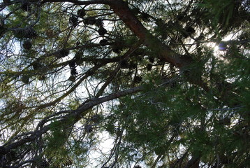 Pine Cones on Pine Tree