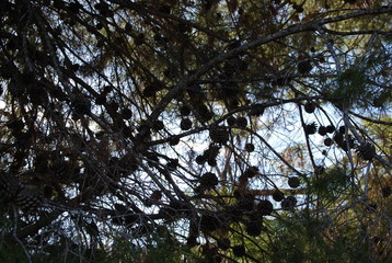 Fototapeta premium Pine Cones on Pine Tree