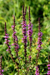 Purple loosestrife or Lythrum salicaria or Spiked loosestrife or Purple lythrum herbaceous perennial flowering plants with reddish purple flowers starting to open and bloom surrounded with green leave